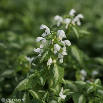 Lamium maculatum ‘Album‘ - K9