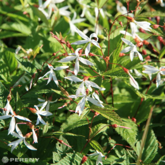 Gillenia trifoliata - K11