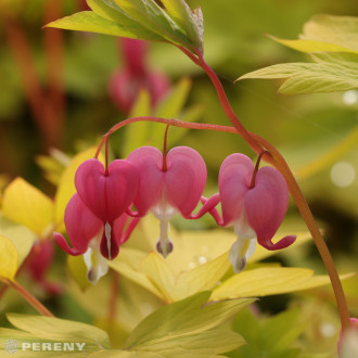 Dicentra spectabilis ‘Gold Heart‘® (Lamprocapnos) - K2l