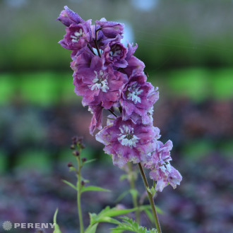 Delphinium Excalibur ‘Lilac Rose /White Bee‘- K9