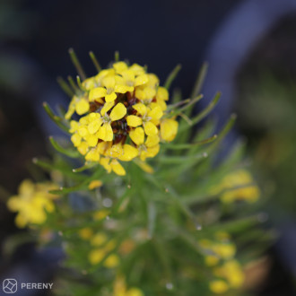 Erysimum linifolium ‘Canaries Yellow‘- C13
