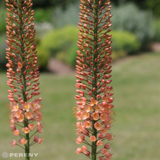 Eremurus x isabellinus ‘Cleopatra‘ - K4l