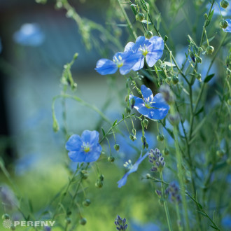 Linum perenne - K9