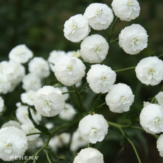 Achillea ptarmica ‘The Pearl‘ - K9