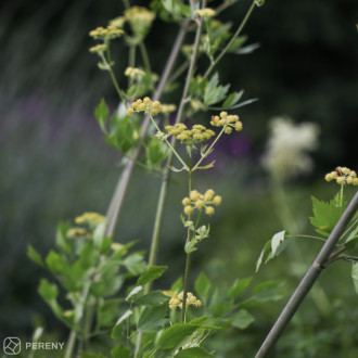 Levisticum officinale ‘Verino‘® - C12