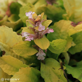 Ajuga reptans ‘Gold Chang‘ - K9