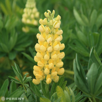 Lupinus West Country™ ‘Desert Sun‘® - K2l