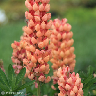 Lupinus West Country™ ‘Salmon Star‘ - K2l
