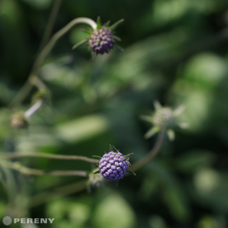 Succisa pratensis - K9