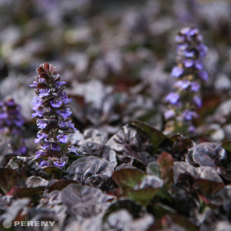 Ajuga reptans ‘Black Scallop‘ - K9