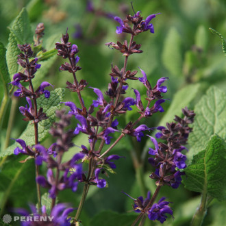 Salvia nemorosa (superba) ‘Viola Klose‘- K9