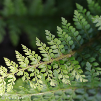 Polystichum setiferum ‘Herrenhausen‘ - K11