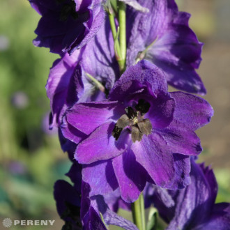 Delphinium Excalibur ‘Dark Blue/Black Bee‘ - C13