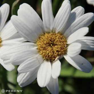 Leucanthemum maximum ‘Western Star Taurus‘ - C13