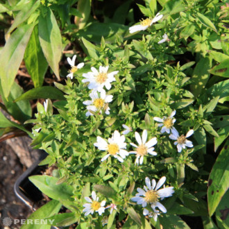Aster dumosus ‘Schneekissen‘ (Symphyotrichum) - K9
