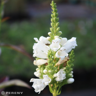 Physostegia virginiana ‘Alba‘ - K9