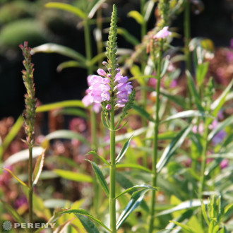 Physostegia virginiana ‘Rosea‘ - K9