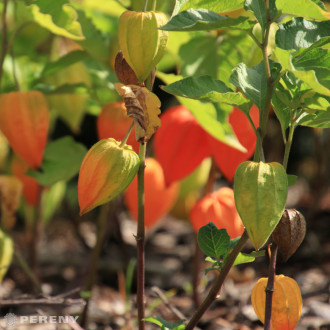 Physalis alkekengi var. franchetii ‘Gigantea‘-K9