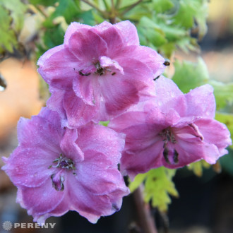 Delphinium elatum ‘Dusky Maiden‘ (New Millennium Series) - K11