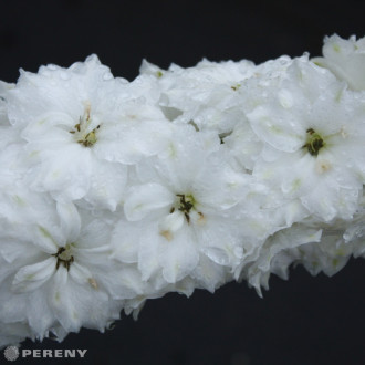 Delphinium elatum ‘Double Innocence (New Millennium Series) - K11