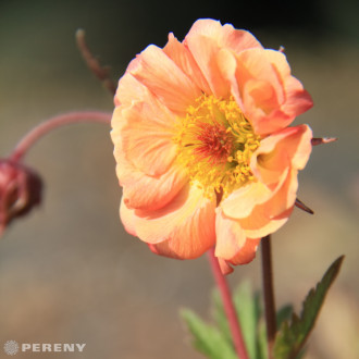 Geum ‘Totally Tangerine‘® - K11