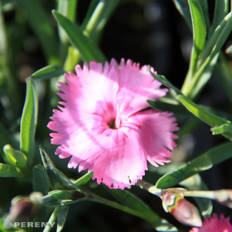 Dianthus plumarius ‘Dixie® Pink‘ - C13
