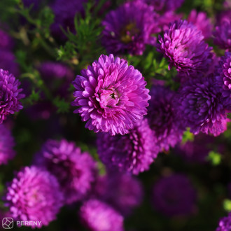 Aster novi-belgii (dumosus) ‘Henry™ Pink‘ - K9