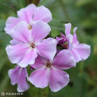 Phlox paniculata ‘Franz Schubert‘ - K9