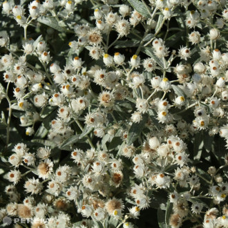 Anaphalis triplinervis ‘Sommerschnee‘ - K9