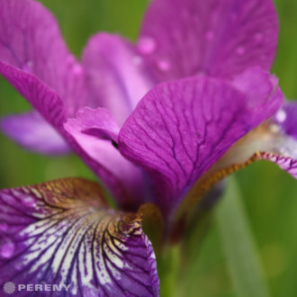 Iris sibirica ‘Wine Wing‘- K9