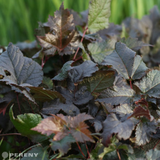 Astilbe ‘Chocolate Shogun‘ ® - K2l