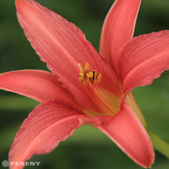 Hemerocallis ‘Pink Damask‘- K11