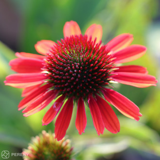 Echinacea ‘Orange Pearl‘ - K2l