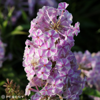 Phlox maculata ‘Natascha‘ - K9