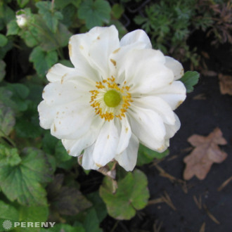 Anemone japonica ‘Whirlwind‘ - K9