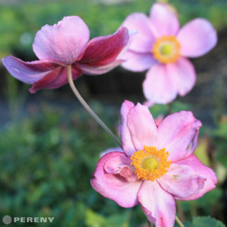 Anemone hybrida ‘Rosenschale‘ - K9