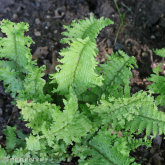 Dryopteris filix-mas ‘Crispa Cristata‘ - K9