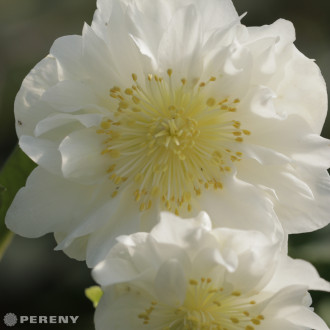 Helleborus niger HGC ‘Snow Frills‘®  K2l