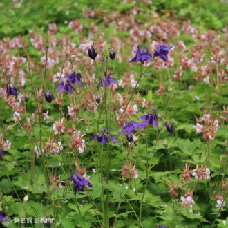 Geranium macrorrhizum ‘Spessart‘ - K9
