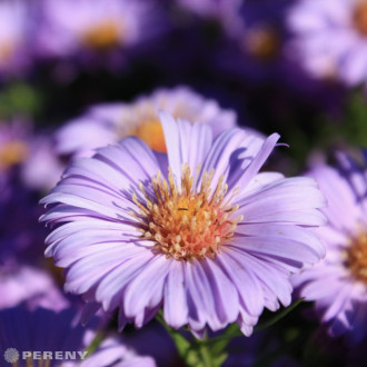 Aster dumosus (n-b) ‘Lady in Blue‘(Symphyotrichum)- K9
