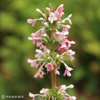 Morina longifolia - K9