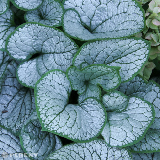 Brunnera macrophylla ‘Silver Heart‘ - K11