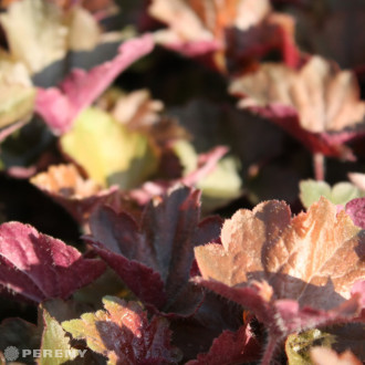 Heuchera americana(micran) ‘Palace Purple‘ - C13