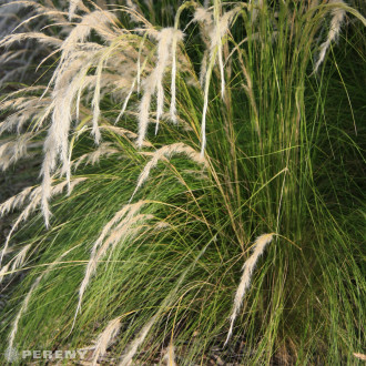 Stipa ichu - K9
