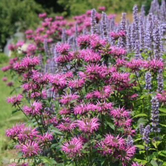 Monarda fistulosa ‘Blaustrumpf‘ - K9