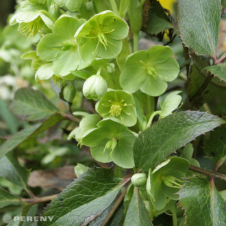 Helleborus argutifolius (lividus ssp.corsicus) - K9