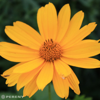 Heliopsis scabra ‘Mars‘ - K9