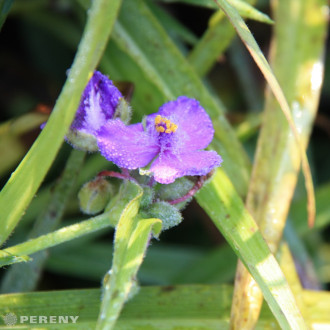 Tradescantia x andersoniana - K9