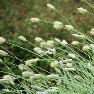 Sesleria nitida - K9