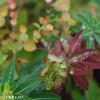 Euphorbia cornigera ‘Goldener Turm‘ - K9